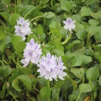 Pontederia crassipes Mart.